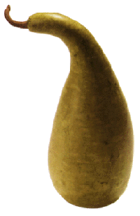 courge todue courges2